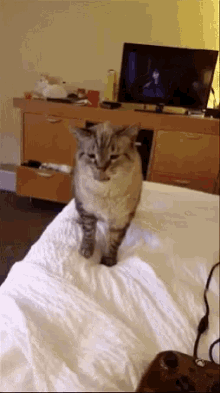 Cat Gato GIF - Cat Gato Estornudo GIFs