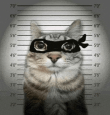 a cat wearing a mask and glasses is standing in front of a police lineup .