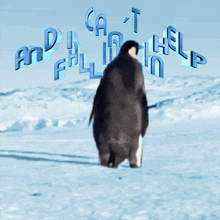 Funny Animals Funny Penguin Gif GIF - Funny Animals Funny Penguin Gif Can'T Help Falling In Love Gif GIFs