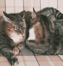 Love Cats GIF - Love Cats Nap Time GIFs