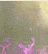 a close up of a hedgehog 's head with the word k-i-e-t written in pink