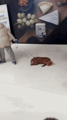 funny dog walking venceni psa