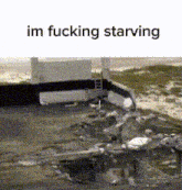 Im Fucking Starving Eating GIF - Im Fucking Starving Eating Eating Concrete GIFs