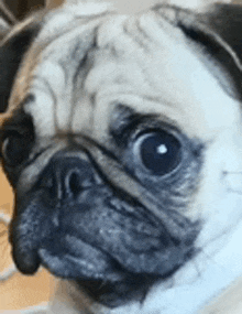 a close up of a pug dog 's face with a serious look on its face .