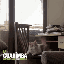 Cat Whatever GIF - Cat Whatever Looking GIFs