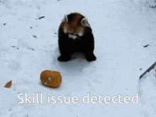 a red panda is playing with a pumpkin in the snow and the words skill issue detected are below it