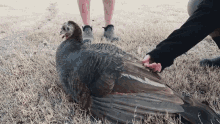 Turkey Weed Em And Reap GIF - Turkey Weed Em And Reap Bird GIFs