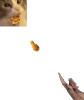 a picture of a cat and a picture of a person throwing something