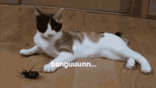 Kucing Kaget GIF - Bangun Wakeup Sleep GIFs