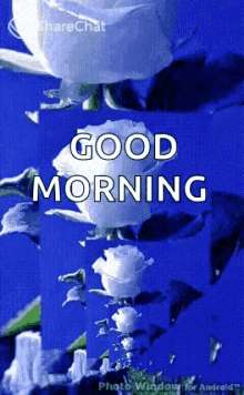 Good Morning White Rose GIF - Good Morning White Rose Rose GIFs