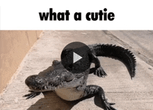 Crocodile GIF