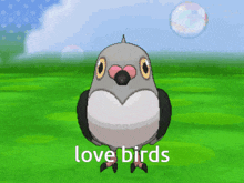 Love Bird Love Birds GIF - Love Bird Love Birds Lovebird GIFs