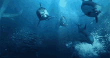 Dolphins Form Http://Headlikeanorange.Tumblr.Com/ GIF - Dolphins Swimming Squad GIFs