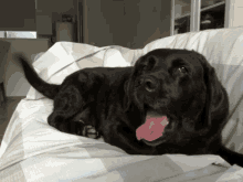 Labrador Chilling GIF - Labrador Chilling Happy GIFs