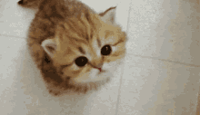 Meow GIF - Kittens Meowing Kitty GIFs