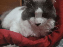 a grey and white cat laying on a red blanket