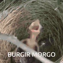 Burgirmorgo GIF - Burgirmorgo GIFs