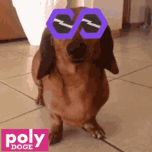 Polydoge Pdoge GIF - Polydoge Pdoge Polydog GIFs