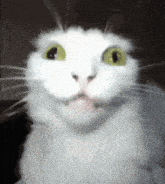 a close up of a white cat with yellow eyes