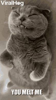 Melting Cat GIF - Melting Cat GIFs