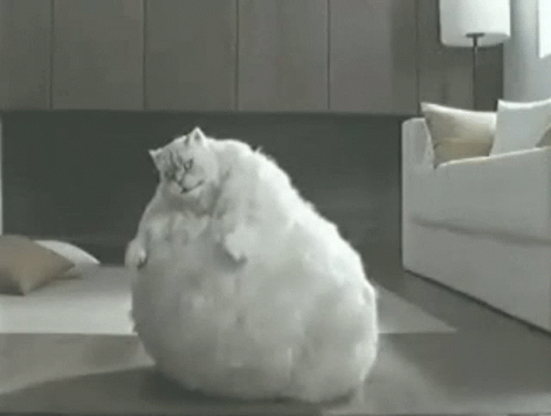 very fat cat dancing