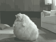 Fat Cat Dance GIF - Fat Cat Dance GIFs