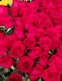Muchas Rosas GIF - Muchas Rosas Roses GIFs