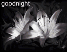 Goodnight Flowers GIF - Goodnight Flowers Lily GIFs