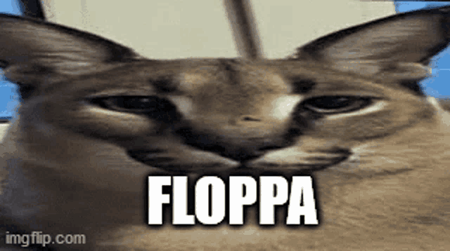 Floppa cat, floppa , cat , meme - Free PNG - PicMix