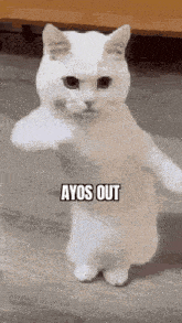 a white cat is standing on its hind legs and giving a fist .