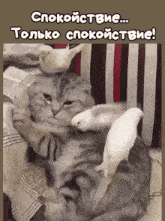 a cat laying on a bed with two white birds on top of it in russian