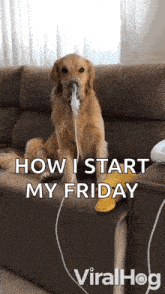 a dog is sitting on a couch with a cord coming out of its mouth ..
