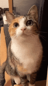 Cute Blink GIF - Cute Blink Kitty GIFs
