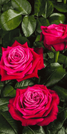 Vörös Rózsa GIF