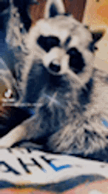 Raccoon Love GIF - Raccoon Love Hug GIFs