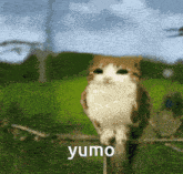 a cat is sitting on a tree branch and the word yumo is on the bottom right