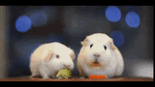 Hrcak Existential Crisis GIF - Hrcak Existential Crisis Guinea Pig GIFs