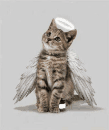 Gato-molesto-gif by nikelvin on DeviantArt