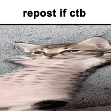 a blurry picture of a cat with the words repost if cb above it