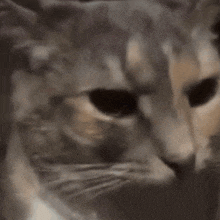 a close up of a cat 's face with a blurry background
