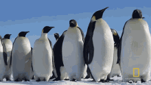 Straying From The Group Eror Penguins GIF - Straying From The Group Eror Penguins Penguins GIFs