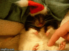 Christmas Rat GIF - Christmas Rat GIFs