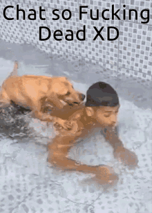 Dog Chat GIF - Dog Chat Dead GIFs