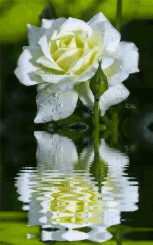 Whites White Rose GIF - Whites White Rose Lovely White GIFs