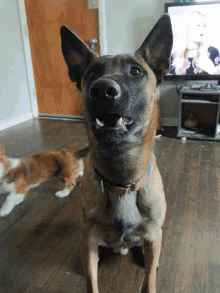 GIF