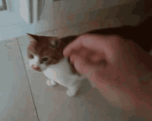 a person petting a brown and white cat on a tiled floor