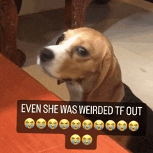 Ijbolswift Beagle GIF - Ijbolswift Beagle Even She Was Weirded Tf Out GIFs