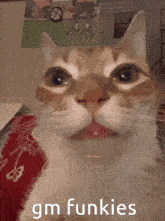 Funky Cat Gc GIF - Funky Cat Gc GIFs