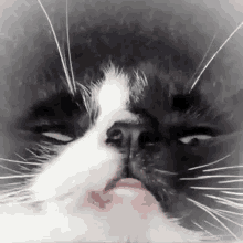 a close up of a black and white cat 's face with its tongue sticking out .