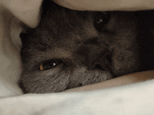 a close up of a cat 's face with a yellow eye